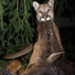 smart mountain lion creates a bait to attract mice 126701