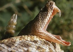 snake venom can cure heart disease and cancer 6452