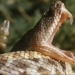 snake venom can cure heart disease and cancer 6452
