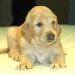 snuppy the dog has two new girlfriends bona and peace 7110