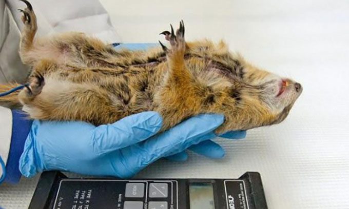 Arctic ground squirrels in Professor Kelly Drew's laboratory at the University of Alaska, Fairbanks.