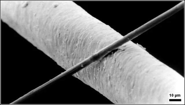 A carbon fiber with a diameter of 6 micrometers placed on a human hair with a diameter of 50 micrometers
