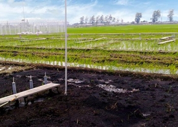 solution for carbon neutral food production 126597