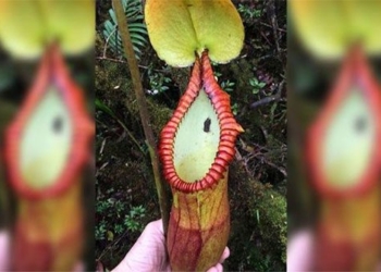 some meat eating trees evolved to process animals 125828