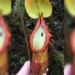 some meat eating trees evolved to process animals 125828