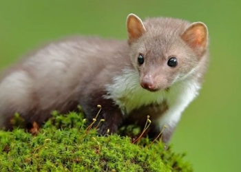 some types of harmful animals have great benefits for todays life 126205