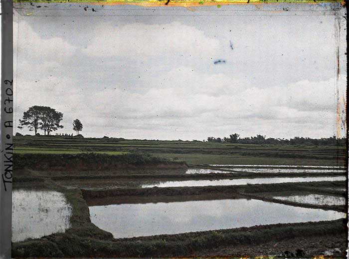Rice fields in Sơn Tây.
