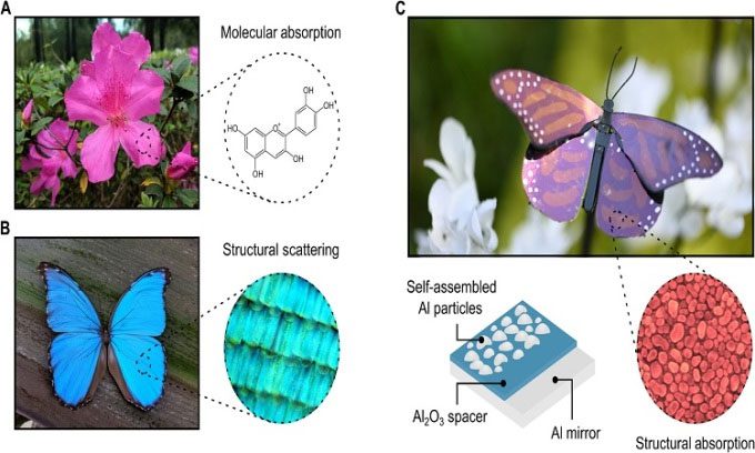 Research team creates energy-saving paint inspired by butterflies.