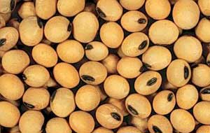 Soybeans