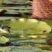 species bird price dead to avoid wild animal hunting 125761