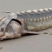 species classification fish from the past placed in us coastal waters 125611