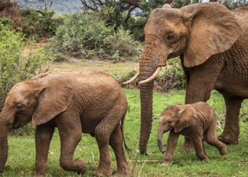 species may be the key to saving the planet 125477