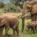 species may be the key to saving the planet 125477