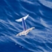 species not only live underwater but can also fly in the air 126663