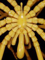 Sea Spider