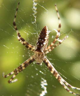 Common spiders adorn their webs with shiny silk strands