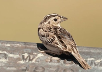 strange bird species with 4 different genders 125058
