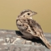 strange bird species with 4 different genders 125058