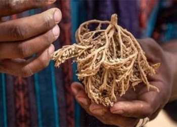 strange contraceptive methods in sahara mac 125021