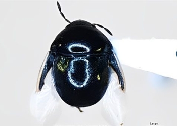 strange insect first discovered in the us 125911
