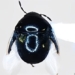 strange insect first discovered in the us 125911