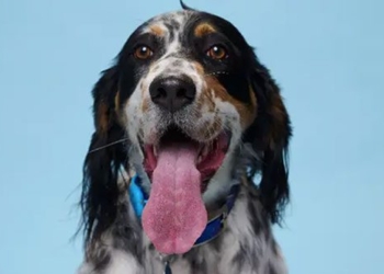 stunned with the longest tongue dog in the world 126010