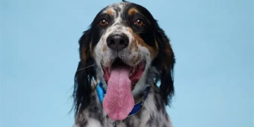 stunned with the longest tongue dog in the world 126010
