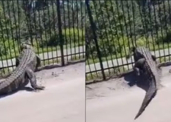 stunning video crocodile behind metal fence to pass 126730