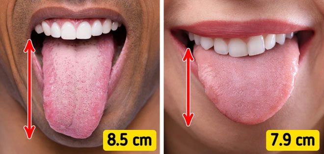 Men Have Longer Tongues Than Women