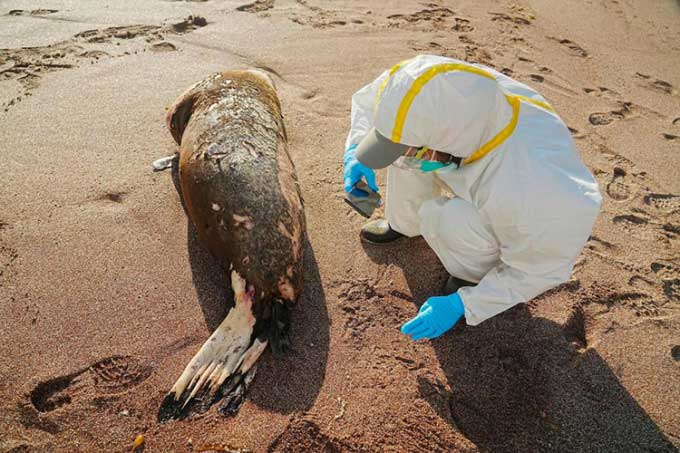 A dead sea lion on the beach in Peru.