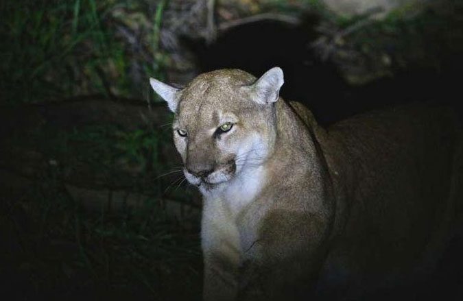 Mountain lions face a higher risk of human-related mortality when they are near developed rural areas.