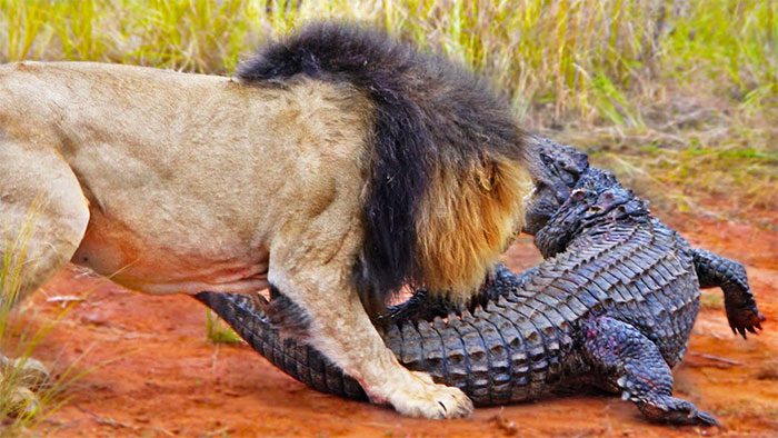 The crocodile fiercely defends itself while trying to move closer to the waterhole