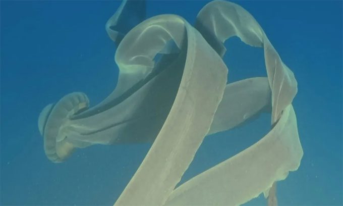 Giant phantom jellyfish at a depth of 87 meters, near Rongé Island, Antarctica.