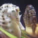 successful propagation 3 types of seahorses 7308