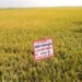 successful replication of basmati aromatic rice 7186