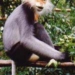 successful rescue of a male gibbon and a 7009