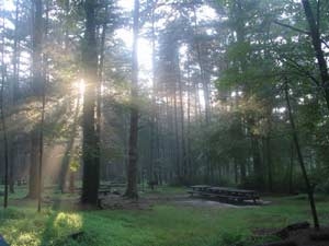 sunlight cleans the earth 7140