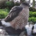 surveillance camera tracking women surprised by interesting visits from unusual guests 126058