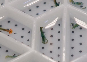 sustainable shrimp farming project on land for biodiversity 126270