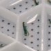 sustainable shrimp farming project on land for biodiversity 126270