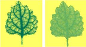 T-rays used to image a leaf when dehydrated and after rehydration