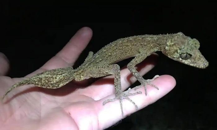Newly discovered gecko resembling a dragon