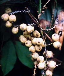 tallest white fig tree 7152