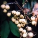 tallest white fig tree 7152