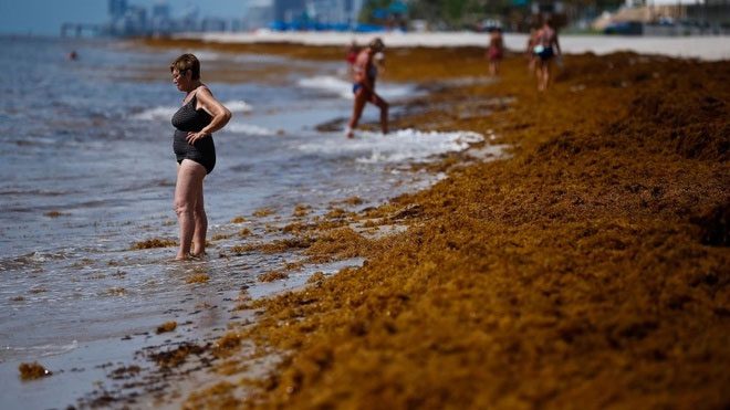 Seaweed blooms washing ashore on U.S. beaches affecting landscapes, human health