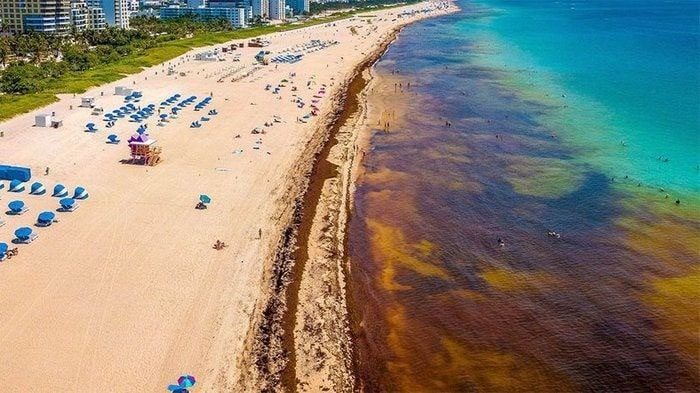 Large amounts of seaweed bloom washing ashore on Florida beaches.