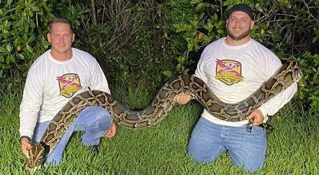 Turner capturing the massive python by hand.