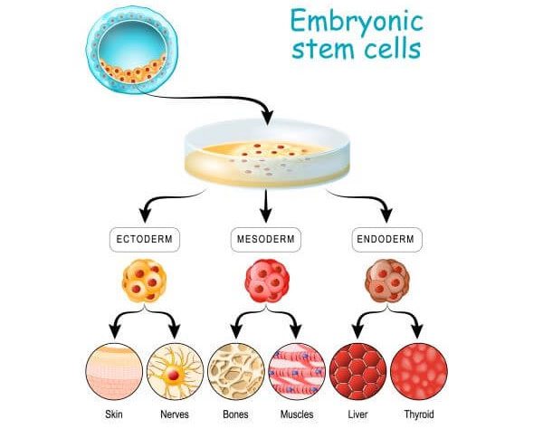 Embryonic stem cells can transform into any cell type in the body.
