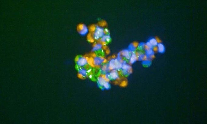 Microscopic image of cells adhering to each other using synthetic "cell glue." 