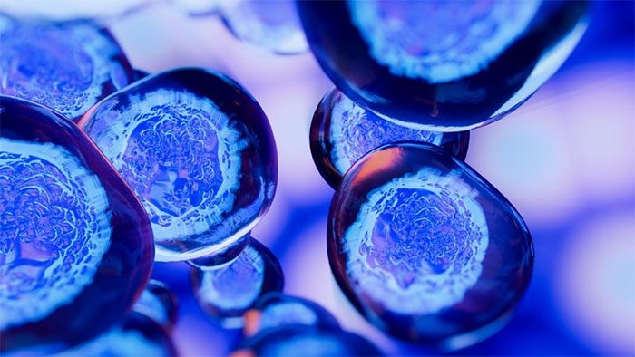 Cancer Cells